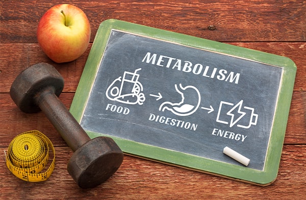 Metabolism Illustration