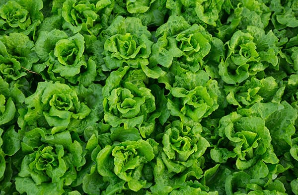Lettuce