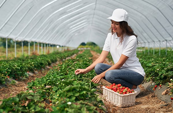 Growing Own Ingredients