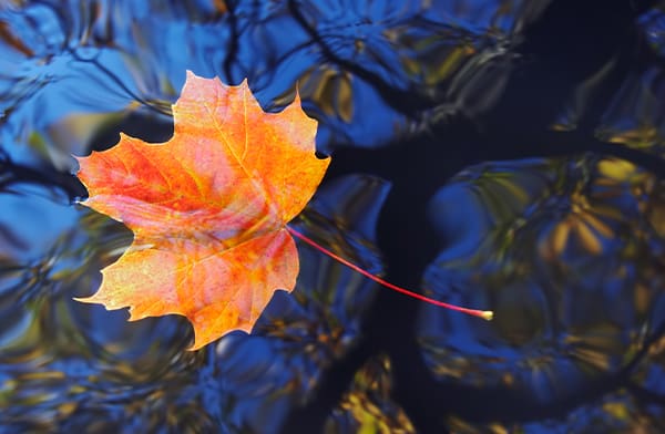 Maple Leaf Floating