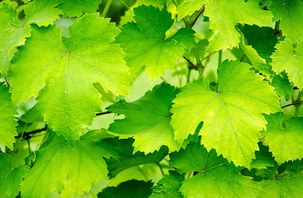 Fresh Grape Leaves