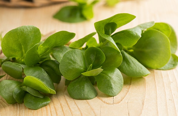 Purslane Vegetable